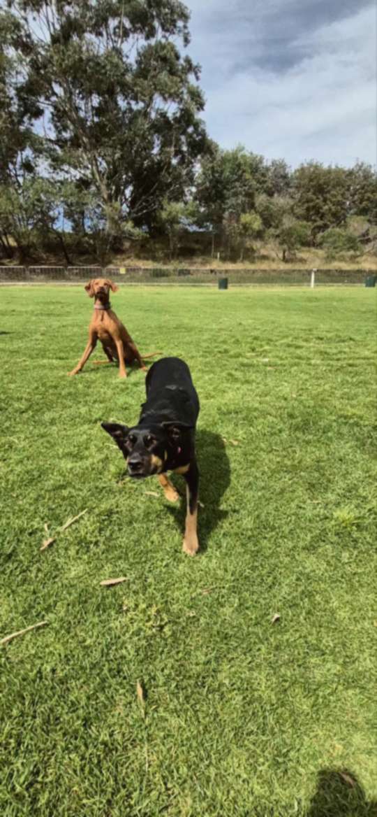 A cream dog bounding across the grass towards the camera at a Sydney park, with other dogs running behind