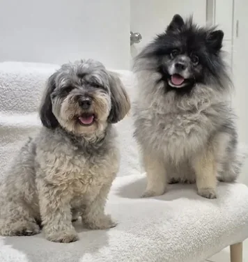 Two fluffy dogs relaxing together on a white couch at home
