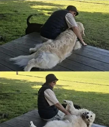 E.DOGGO walker giving a golden retriever belly rubs on a sunny deck