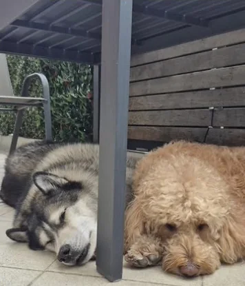 A husky and a doodle napping side by side on a shaded patio