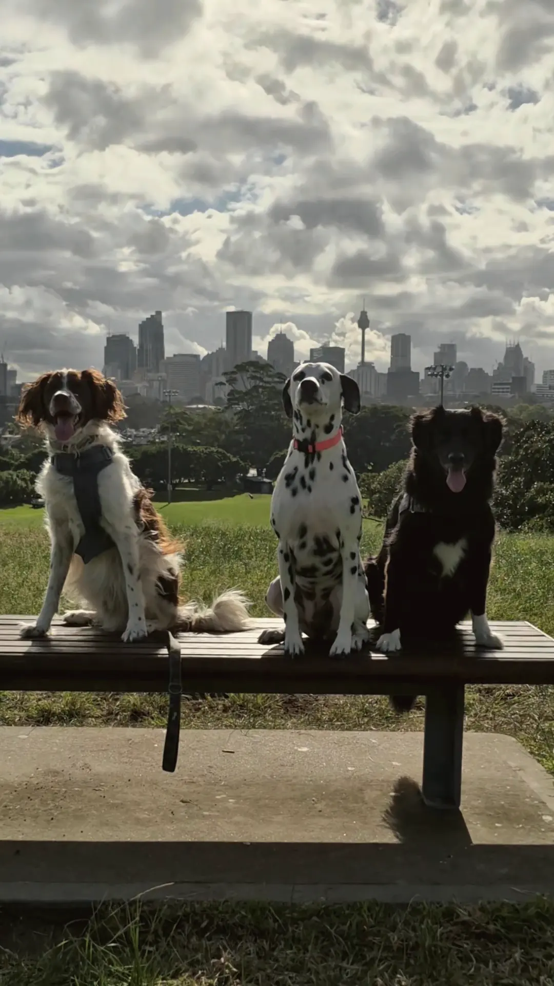 Dogs lined up on a bench with Sydney's skyline under dramatic clouds