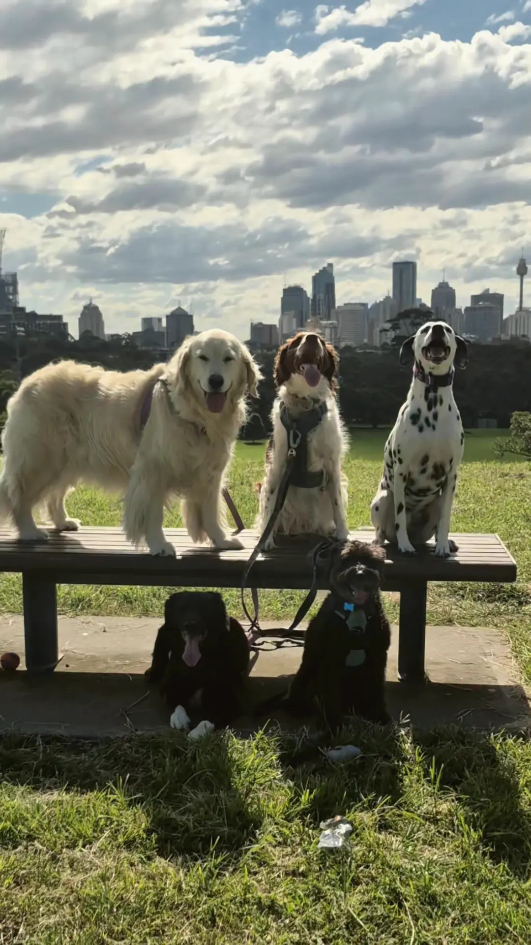 Dogs posing on a park bench with the Sydney skyline behind them