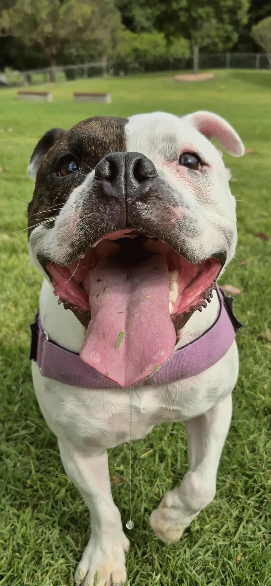 A white and brindle bulldog-cross grinning at the camera after a walk